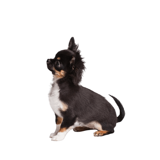 chihuahua kennel noord-holland