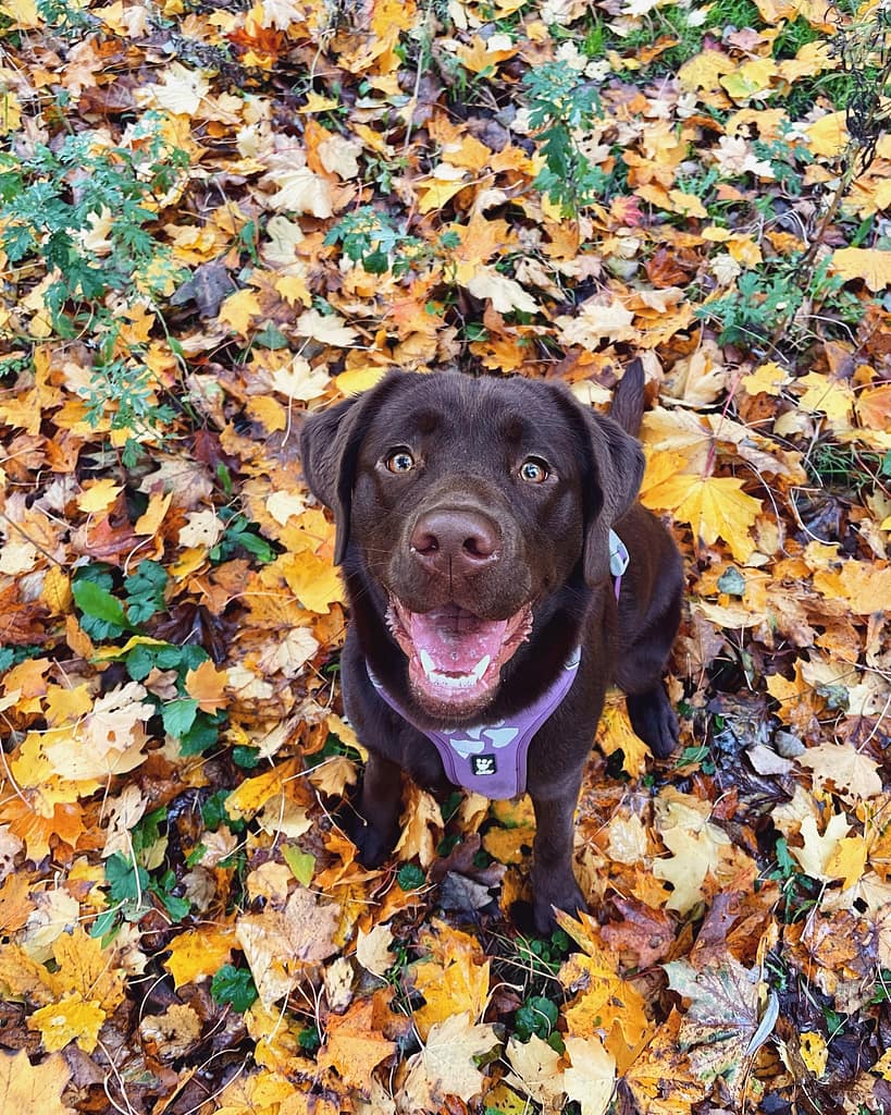 labrador kennel noord holland